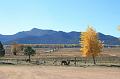 20081029 Alpacas 007
